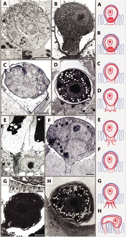 Schematic interpretation of host–parasite interactions of epicellular piscine cryptosporidians and coccidians.