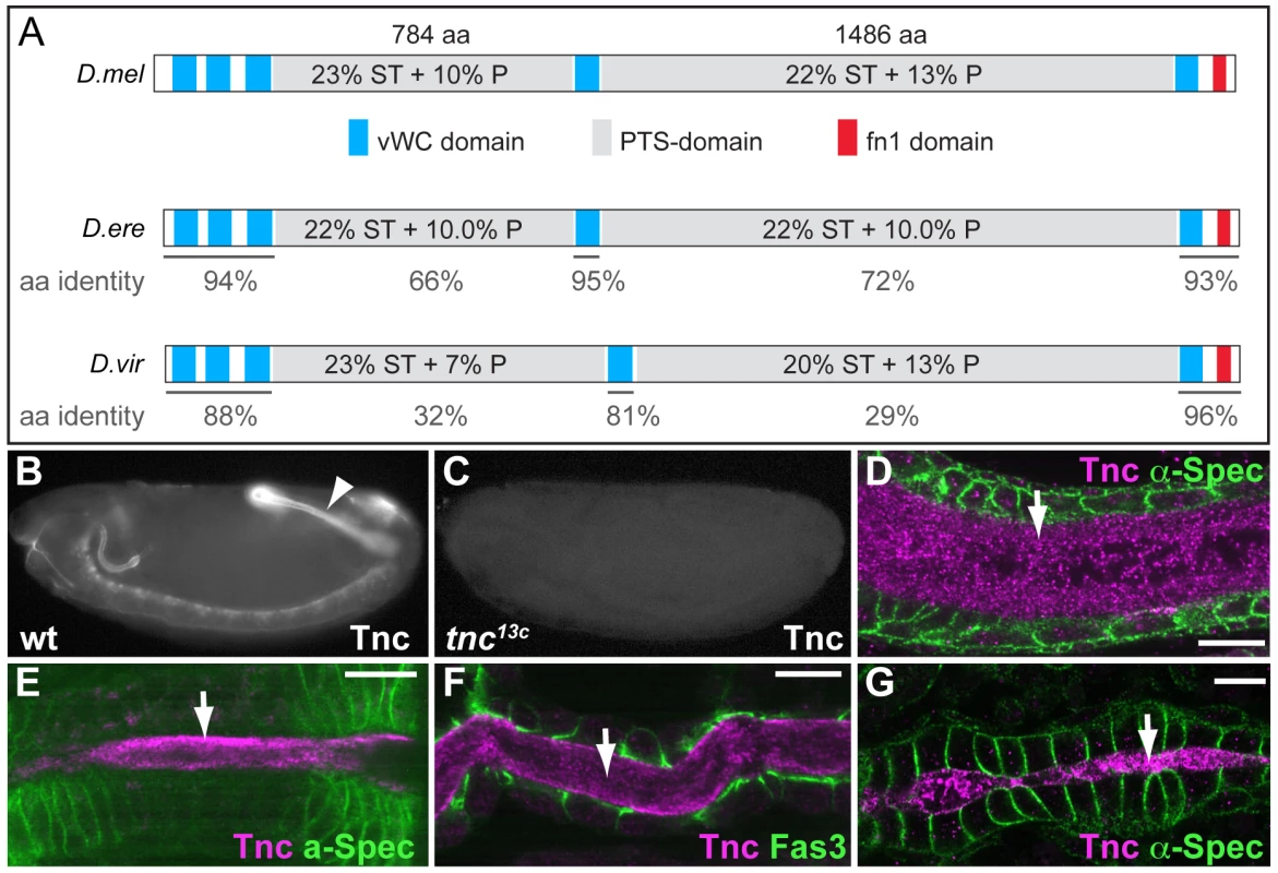 Tnc is a large protein detected in the lumen of developing epithelial tubes.