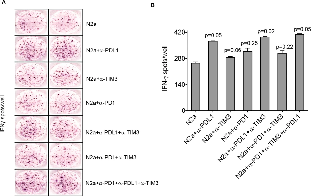 Programmed cell death-ligand 1 (PD-L1) blockade boosts interferon gamma (IFNγ) production of tumor-infiltrating lymphocytes (TILs) in vitro.