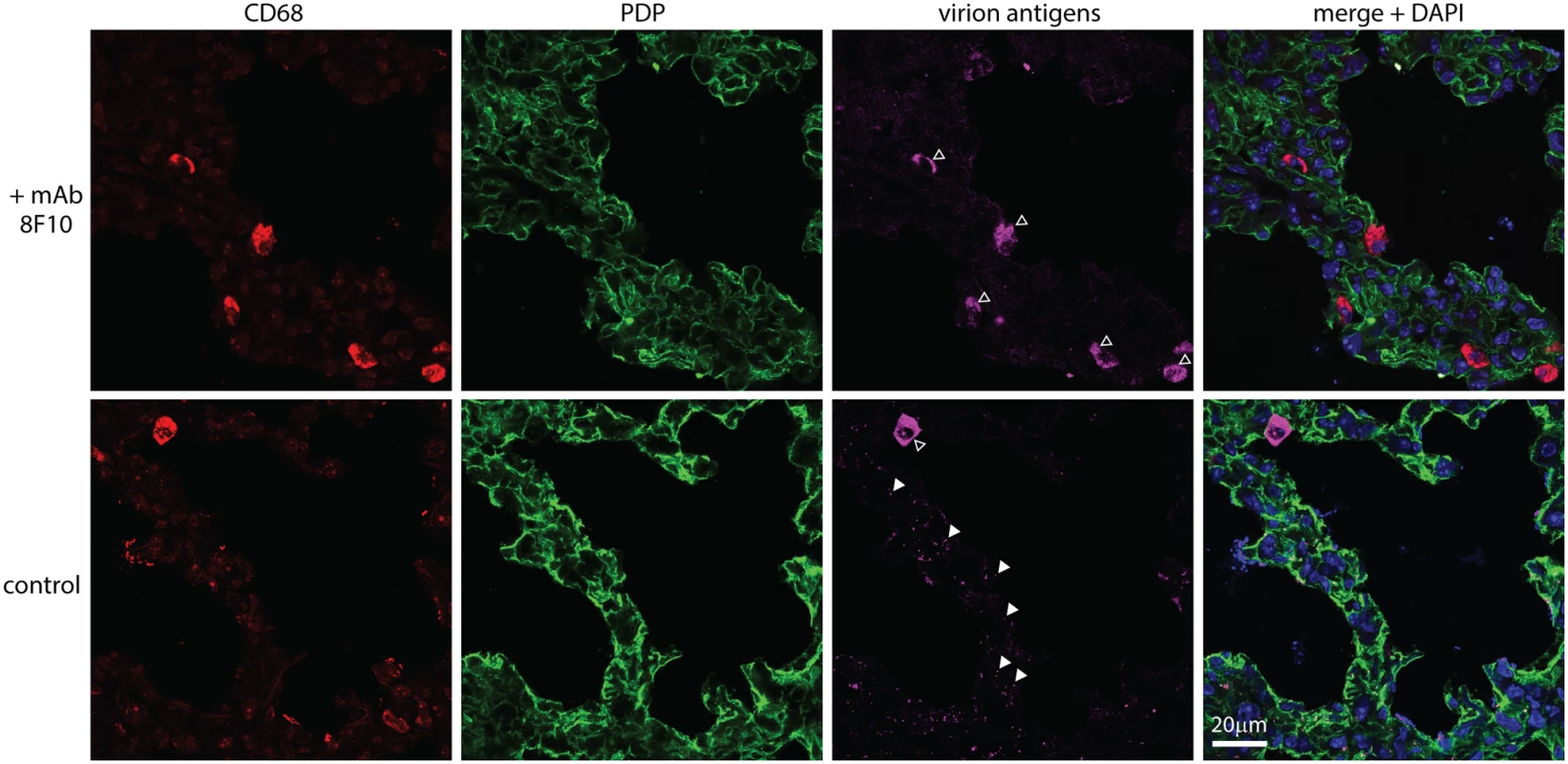 An antibody-mediated block to heparan binding inhibits MuHV-4 interaction with alveolar epithelial cells but not macrophages.