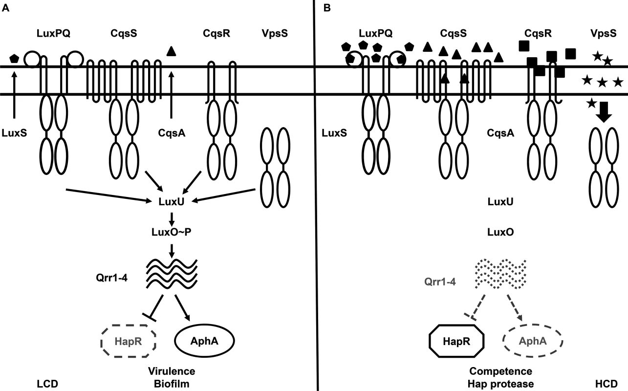 The proposed <i>Vibrio cholerae</i> quorum-sensing (QS) signal transduction system.