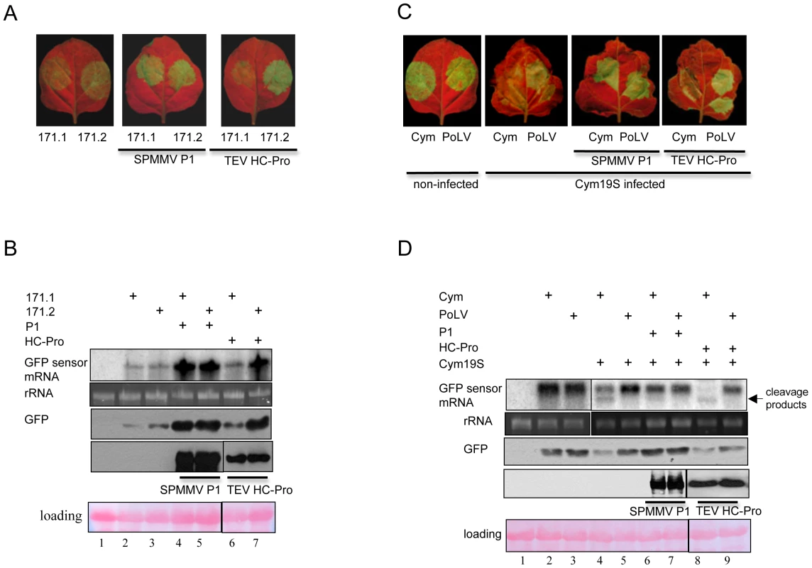 SPMMV P1 inhibits miRNA and viral siRNA loaded RISCs.