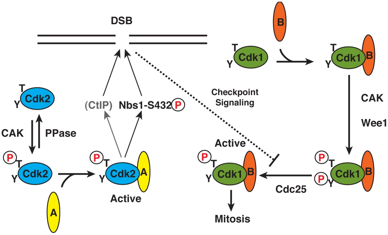 Specialized roles of Cdk2 in DNA damage response: a function of activation pathway insulation?