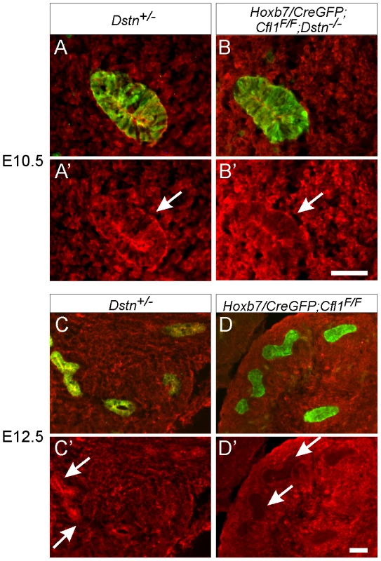 Efficiency of <i>Hoxb7/CreGFP</i>-mediated deletion of <i>Cfl1</i> as evaluated by Cofilin1 antibody staining.