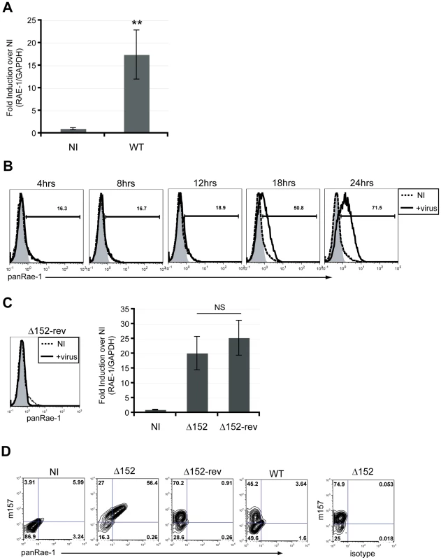 RAE-1 mRNA and protein are induced upon infection of mouse fibroblasts.