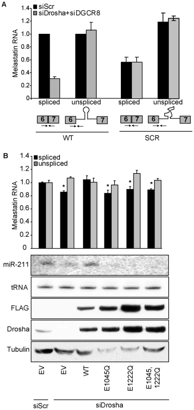 The RNase III activity of Drosha is required to promote splicing at a miR-211–hosting intron.