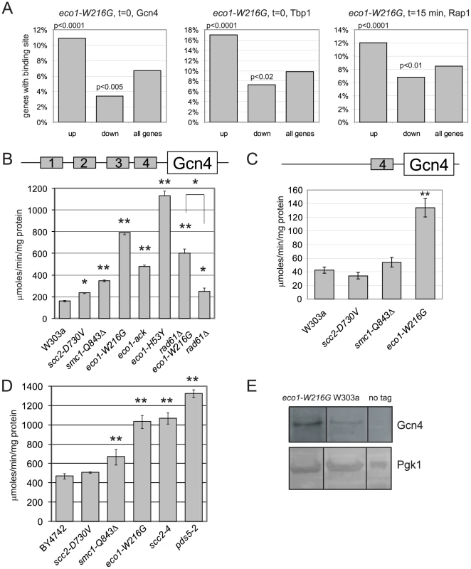 Gcn4 targets and Gcn4 are elevated in cohesin mutants.