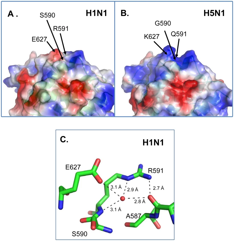 X-ray crystal structures of pandemic H1N1 and avian H5N1 PB2 proteins.
