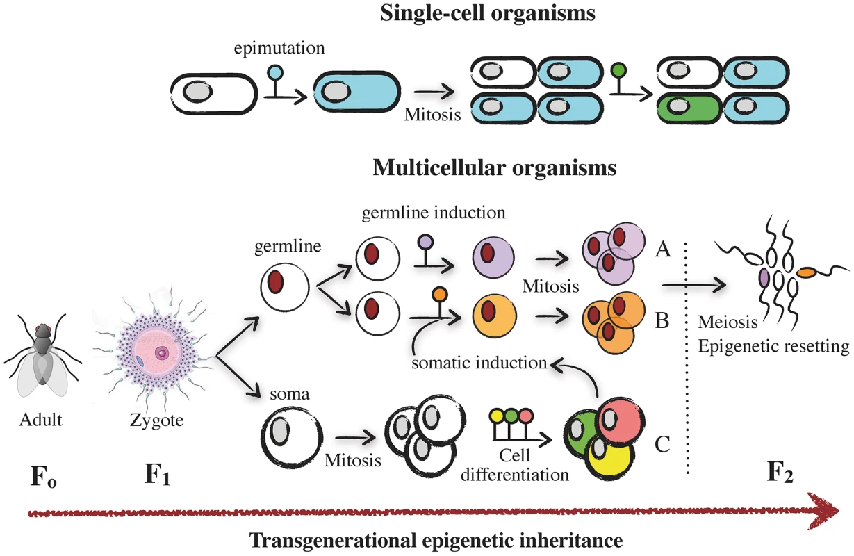 Mechanisms of epigenetic plasticity and inheritance.