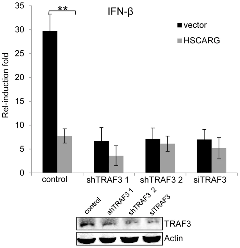 TRAF3 is necessary for HSCARG to down-regulate <i>IFN-β</i>.