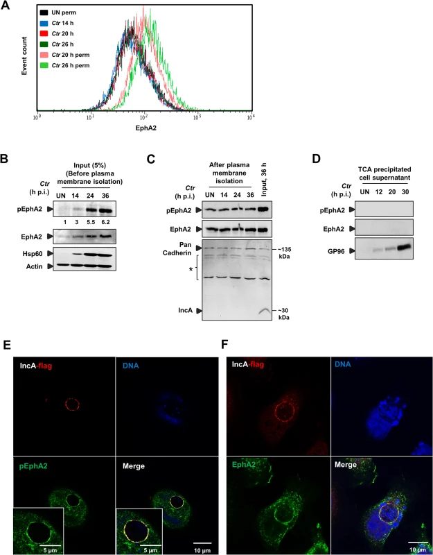 <i>Ctr</i>-induced EphA2 expression is prevented being re-translocated to the cell surface and is recruited to the inclusion membrane.