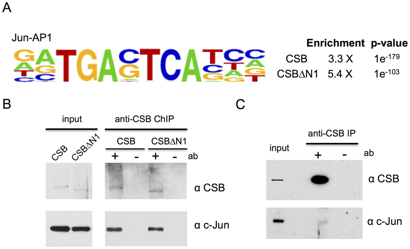 CSB and CSBΔN1 are enriched at sites containing the c-Jun/AP-1 binding motif (TPA-response element).