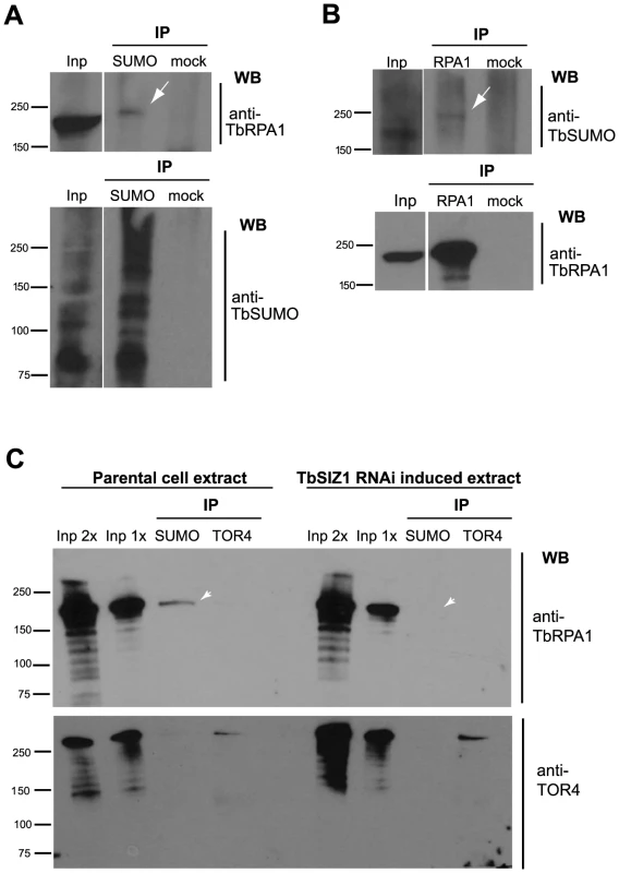TbRPA1 is SUMOylated in <i>T. brucei</i>.