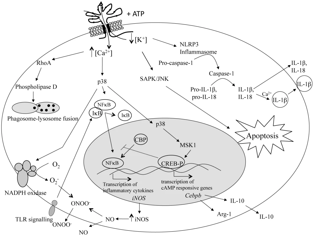 Intracellular pathways in immune cells stimulated by P2X<sub>7</sub> receptor activation.