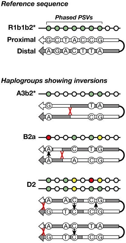 Schematic representation of the inversions identified within three haplogroups.