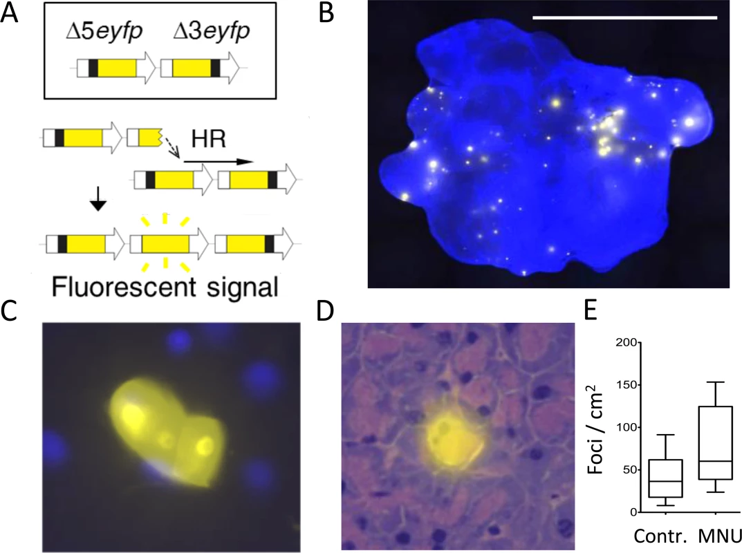 The FYDR mouse detects HR-derived sequence rearrangements <i>in situ</i> in intact tissue.