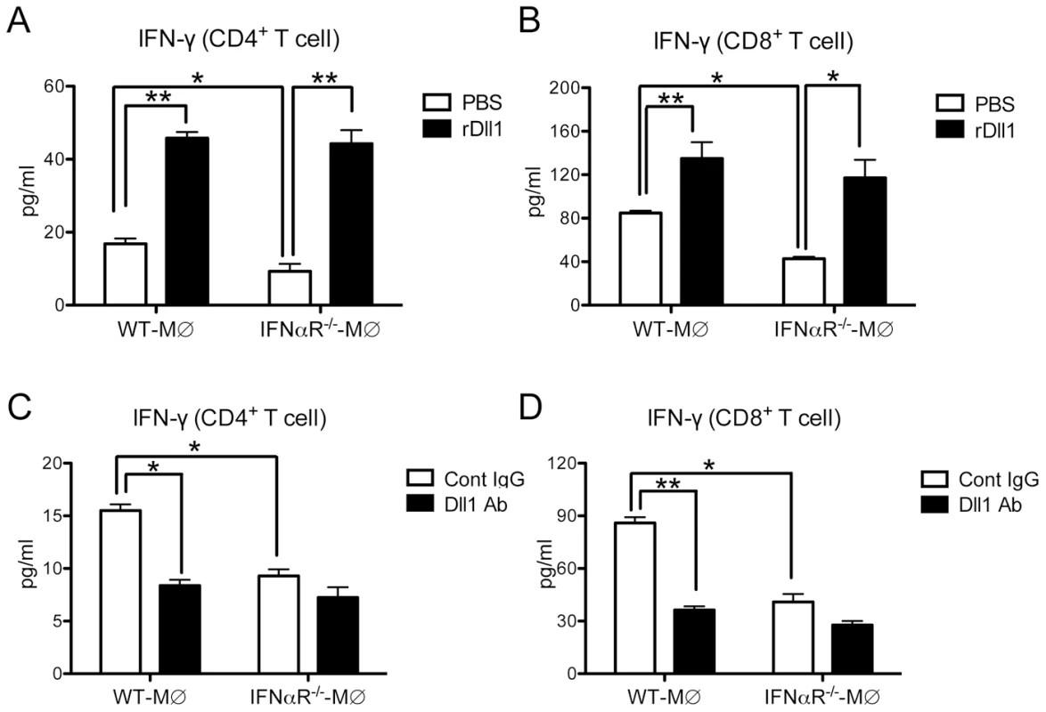 Activation of IFN-γ from lung T cells by lung macrophages during immune responses.