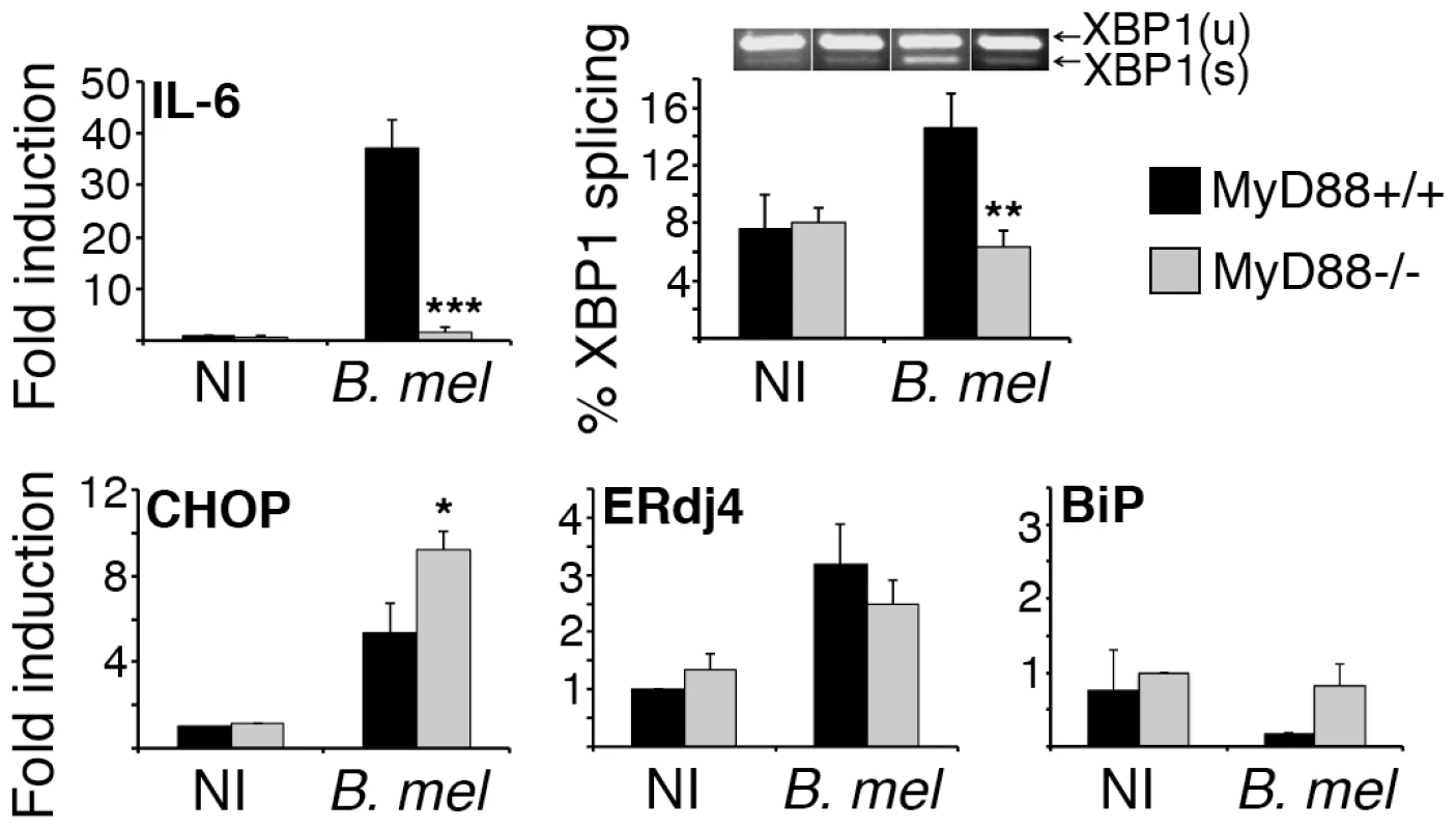 MyD88 deficiency impairs <i>Brucella</i> induced XBP1 splicing but not induction of other UPR genes.