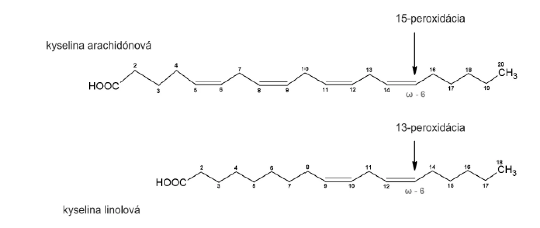 Peroxidácia substrátu enzýmom s ω-6 katalytickou aktivitou.