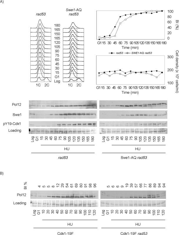 Swe1 and Cdk1 phosphorylation at Tyr19 are required for the regulation of M-CDK activity in response to replication stress.