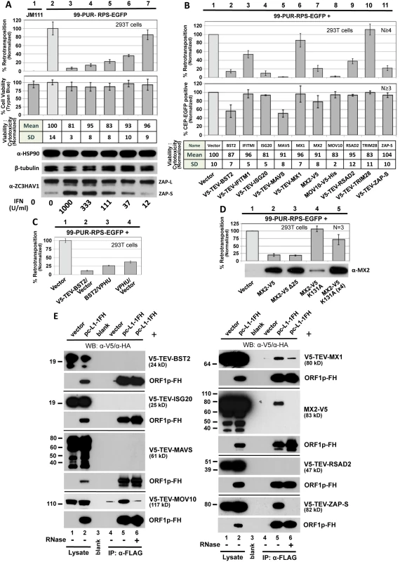 Selected ISG proteins strongly inhibit L1 retrotransposition in 293T cells.