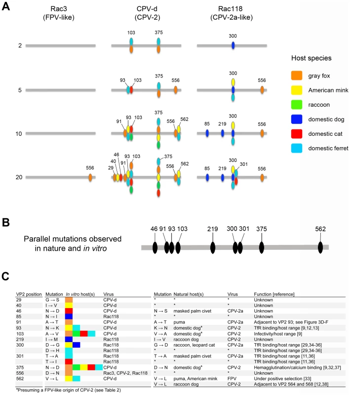 Mutations in the VP2 capsid protein sequences of parvoviruses observed during the experimental evolution studies and a comparison to those found in nature.