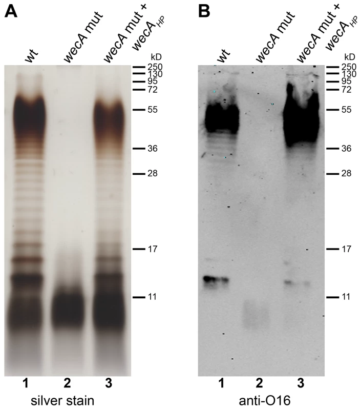 Demonstration of WecA<sub>HP</sub> activity in <i>E. coli</i>.