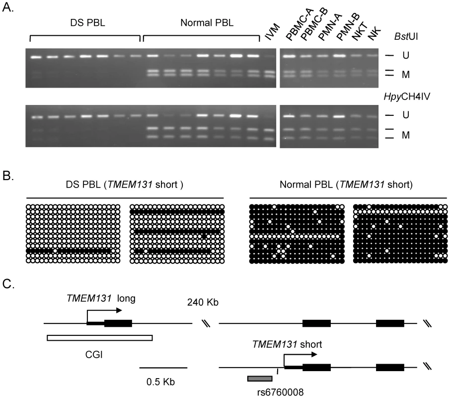 Validation of differential DNA methylation in the <i>TMEM131</i> gene in DS versus normal PBL.