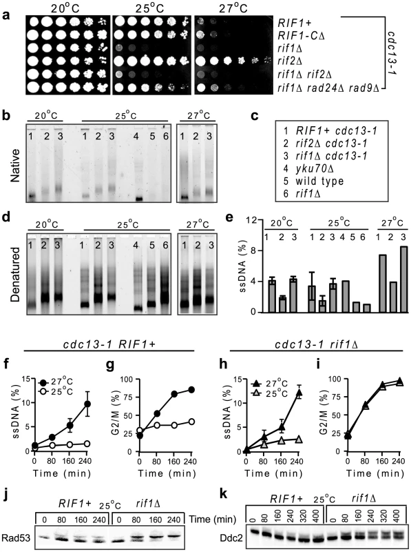 Rif1 inhibits the checkpoint responses to telomere uncapping in <i>cdc13-1</i> cells.