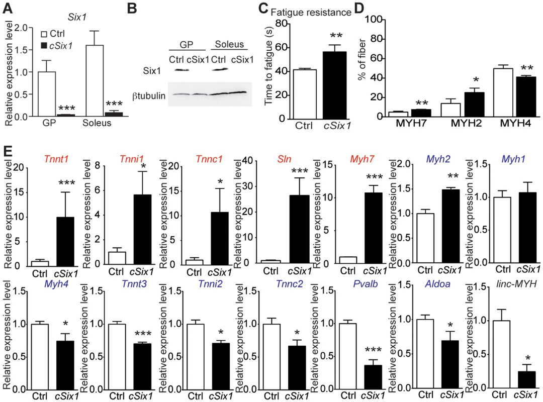 <i>Six1</i> deficiency impairs the adult phenotype of fast muscle.