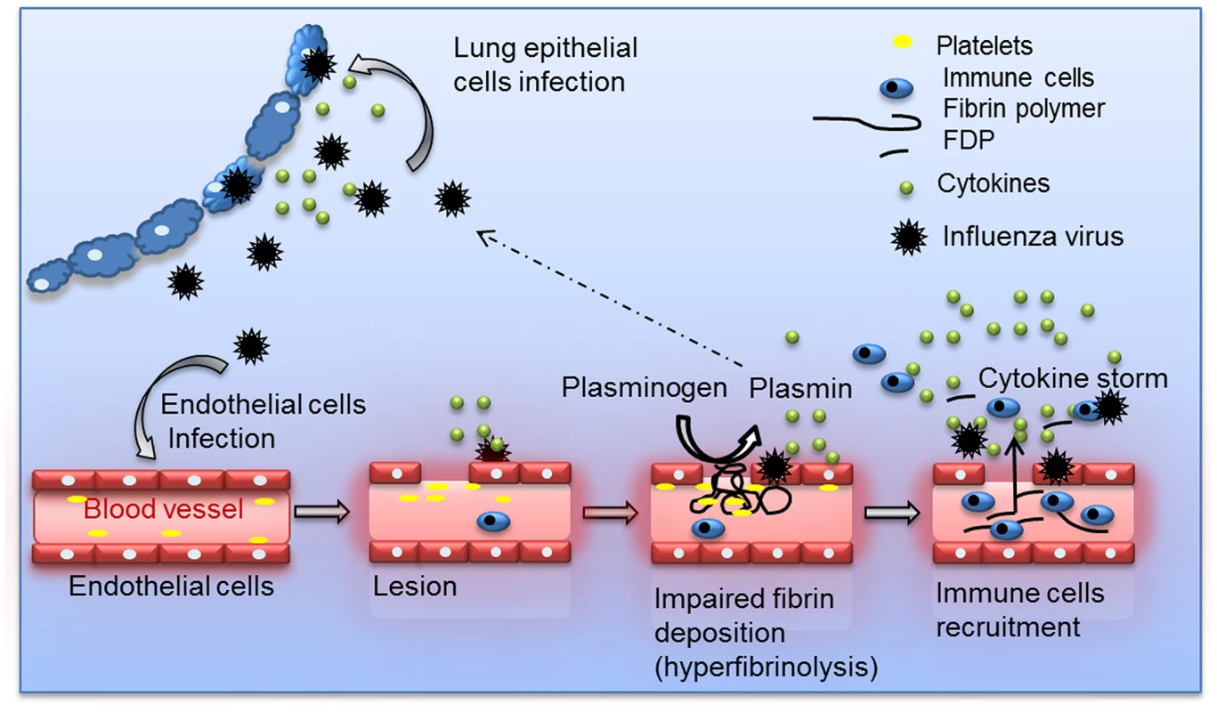 Schematic overview of the proposed model for Plasminogen-mediated influenza virus pathogenesis.