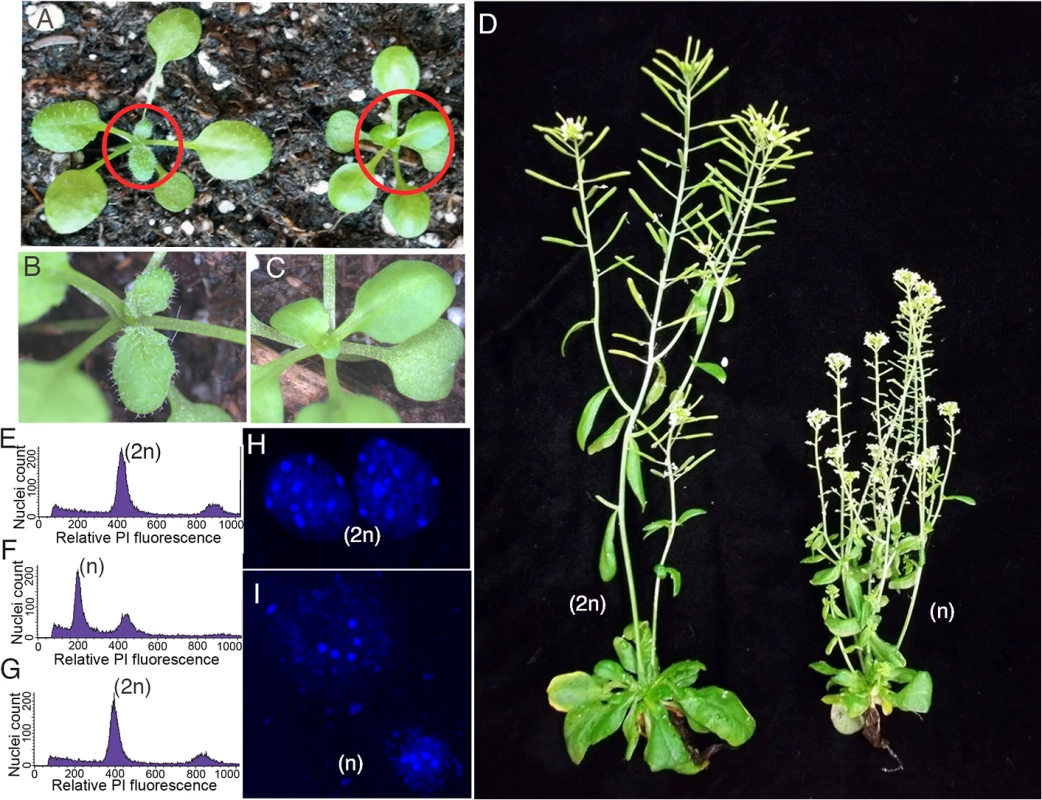 Haploid plants produced by genome elimination in crosses of <i>CENH3</i> point mutants by L<i>er gl1-1</i>.