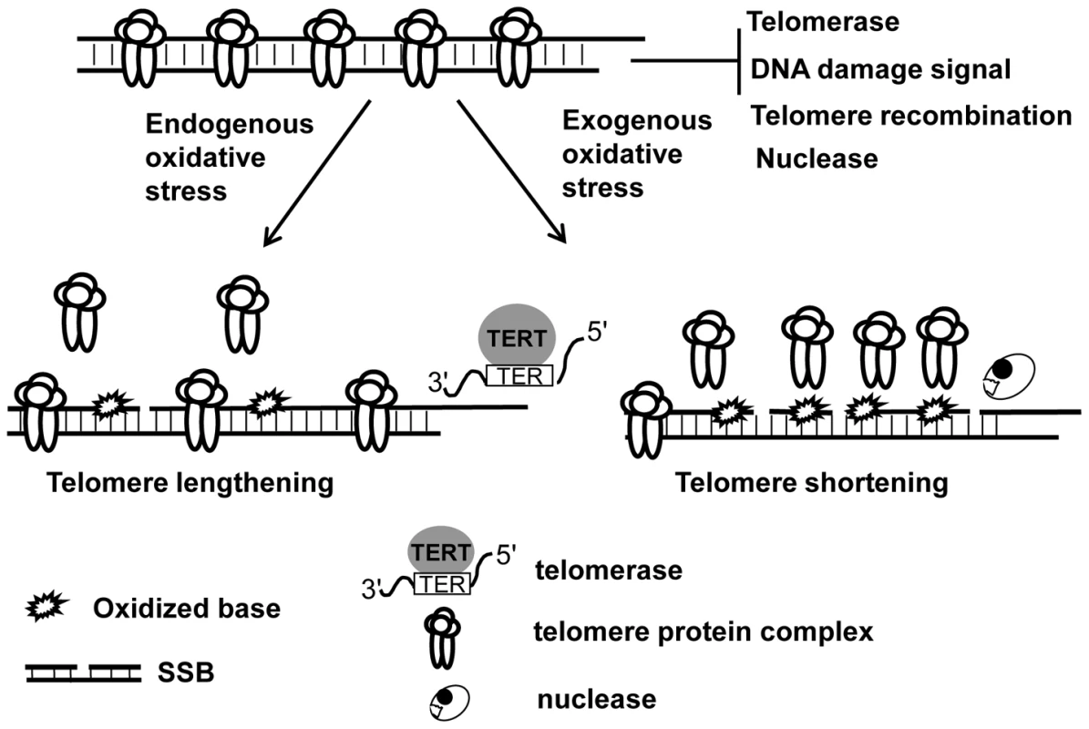 The levels and types of oxidative DNA damage may determine telomere length alteration.