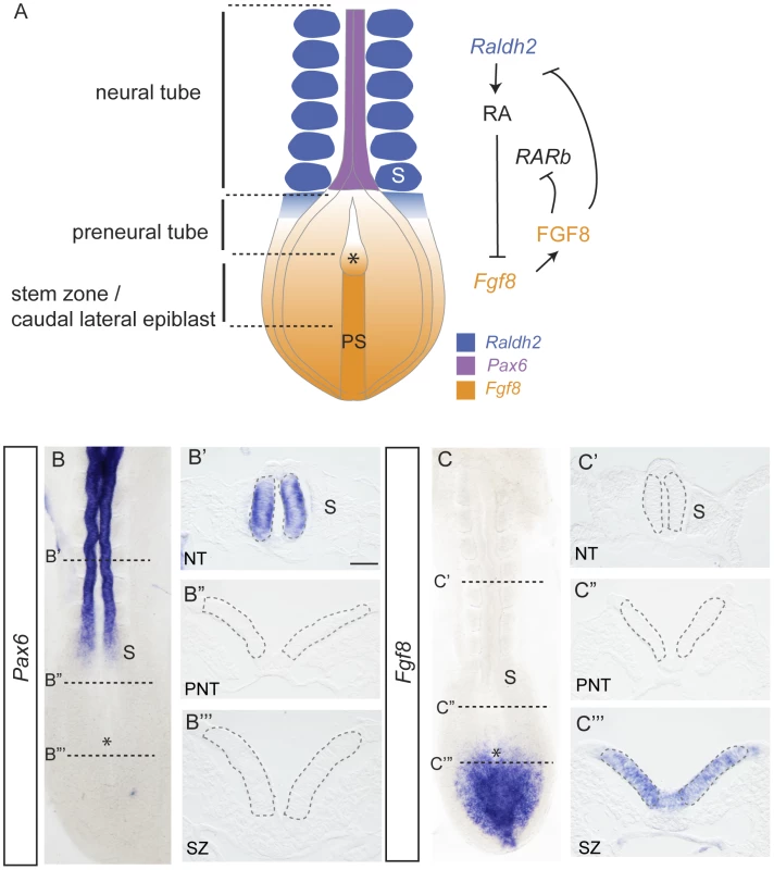 Signals regulating differentiation and expression patterns of <i>Pax6</i> and <i>Fgf8</i> along the elongating neural axis.