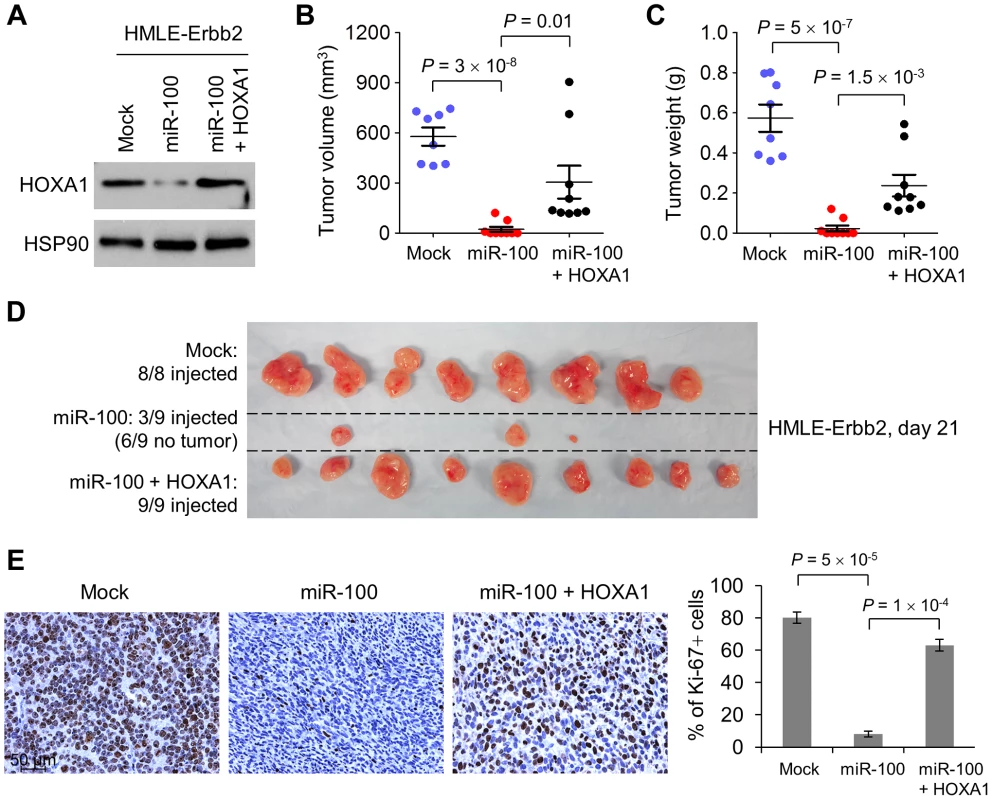 miR-100 suppresses tumorigenesis by targeting <i>HOXA1</i>.