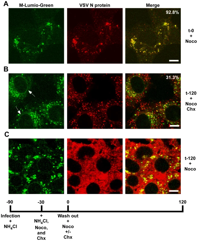 Release of RNPs from endosomes and viral protein synthesis in the presence of nocodazole.