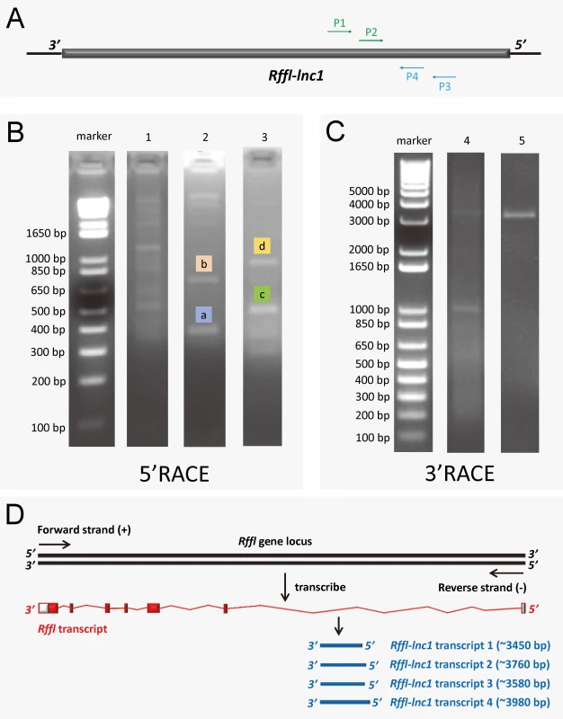 5' and 3' rapid amplification of cDNA ends (RACE) of <i>Rffl-lnc1</i>.