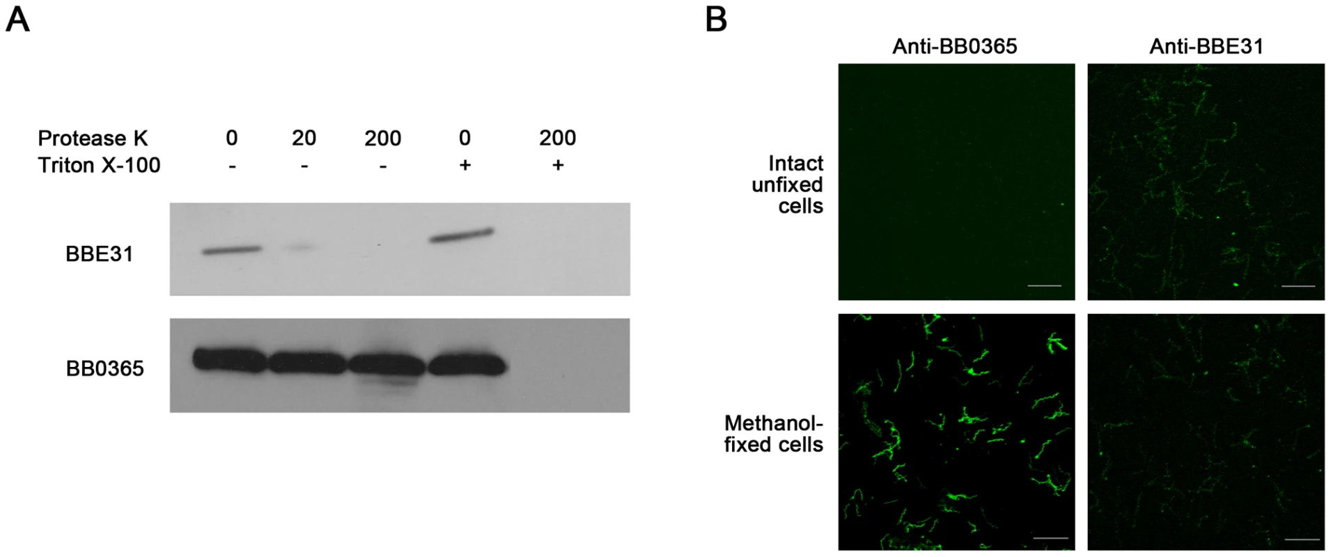 Subcellular localization of BBE31.