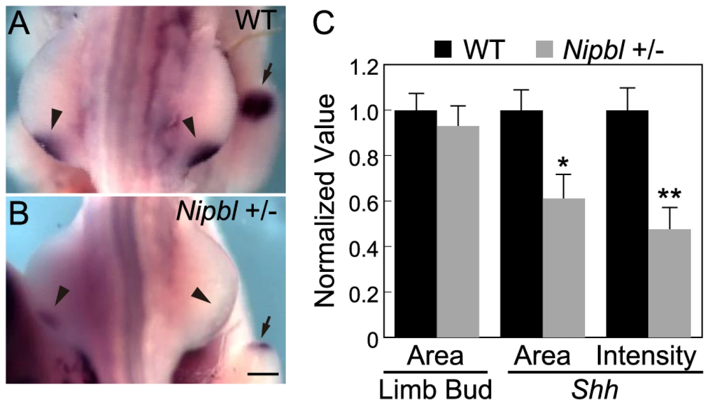 Reduced ZPA expression of <i>Shh</i> in <i>Nipbl</i><sup>+/−</sup> mouse limb buds.