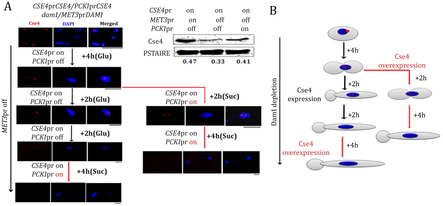 Kinetochore localization of newly synthesized CENP-A/Cse4 is compromised in absence of wild-type levels of Dam1.