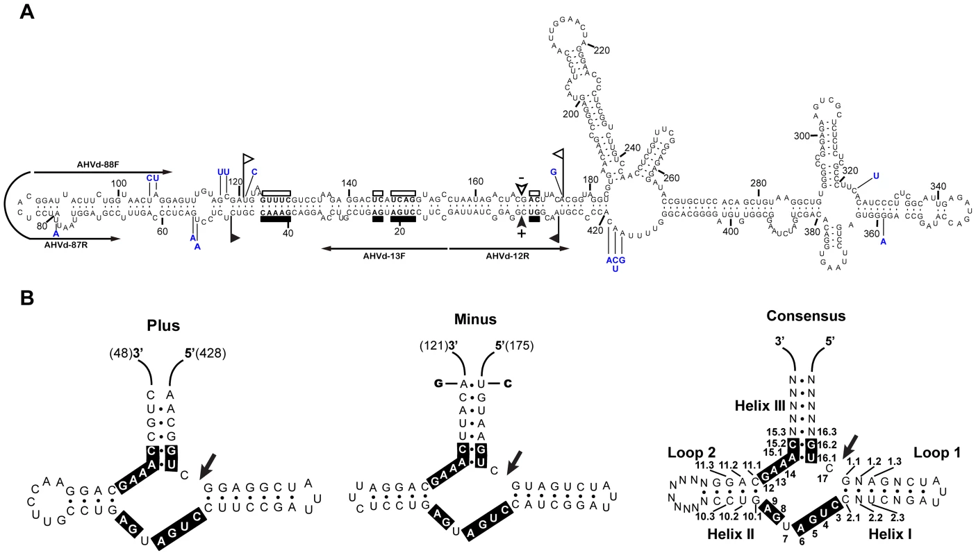 Primary and proposed secondary structures with minimum free energy for AHVd-like RNA.