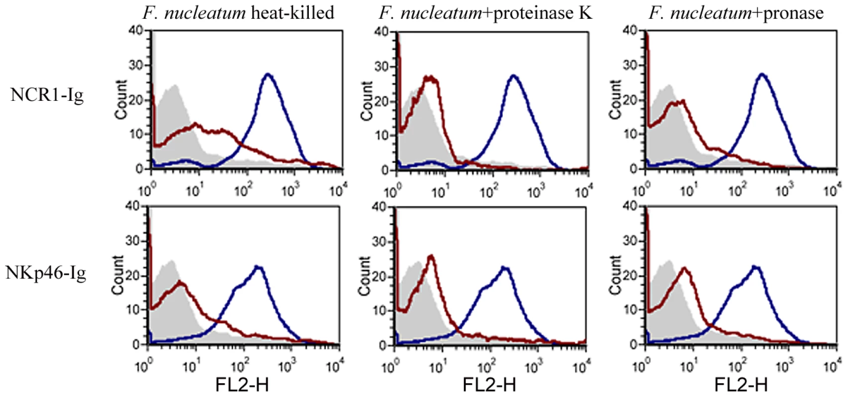The <i>F. nucleatum</i> ligand is sensitive to heat, proteinase K and pronase treatment.