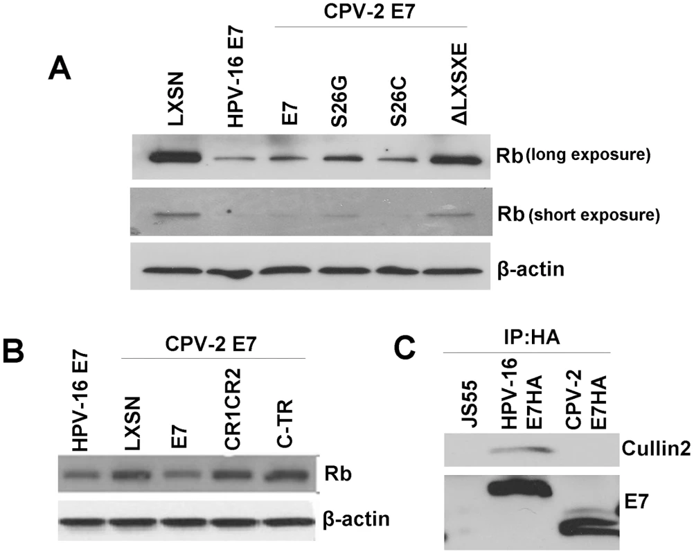 Although not the primary binding site, the canine E7 amino-terminal domain of CPV-2 E7 is important for destabilization of pRb.