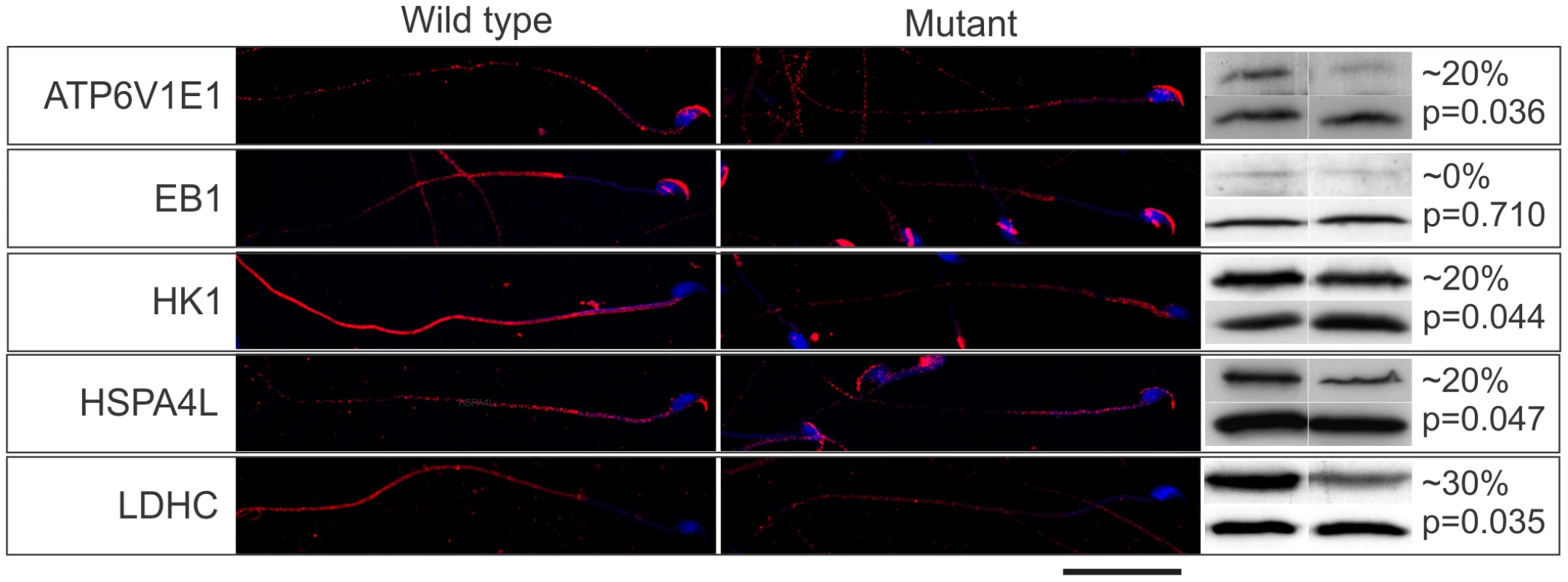The Mot mutation resulted in the decreased delivery of effector proteins into sperm tails.