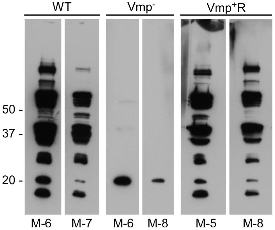 Mice inoculated with the Vmp<sup>−</sup> mutant <i>B. hermsii</i> have a reduced serological response to infection.