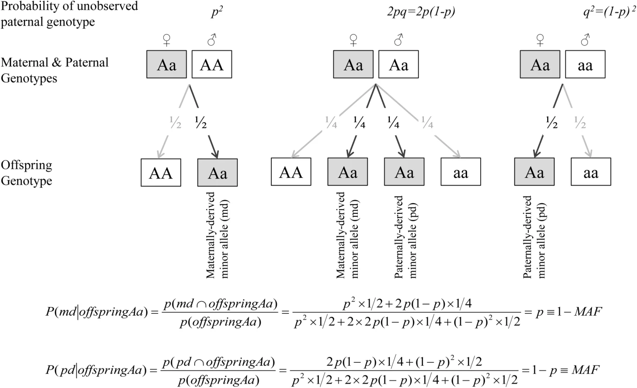 Estimated dosage of maternally- and paternally-derived minor allele indicators for heterozygous (Aa) mothers-offspring pairs.