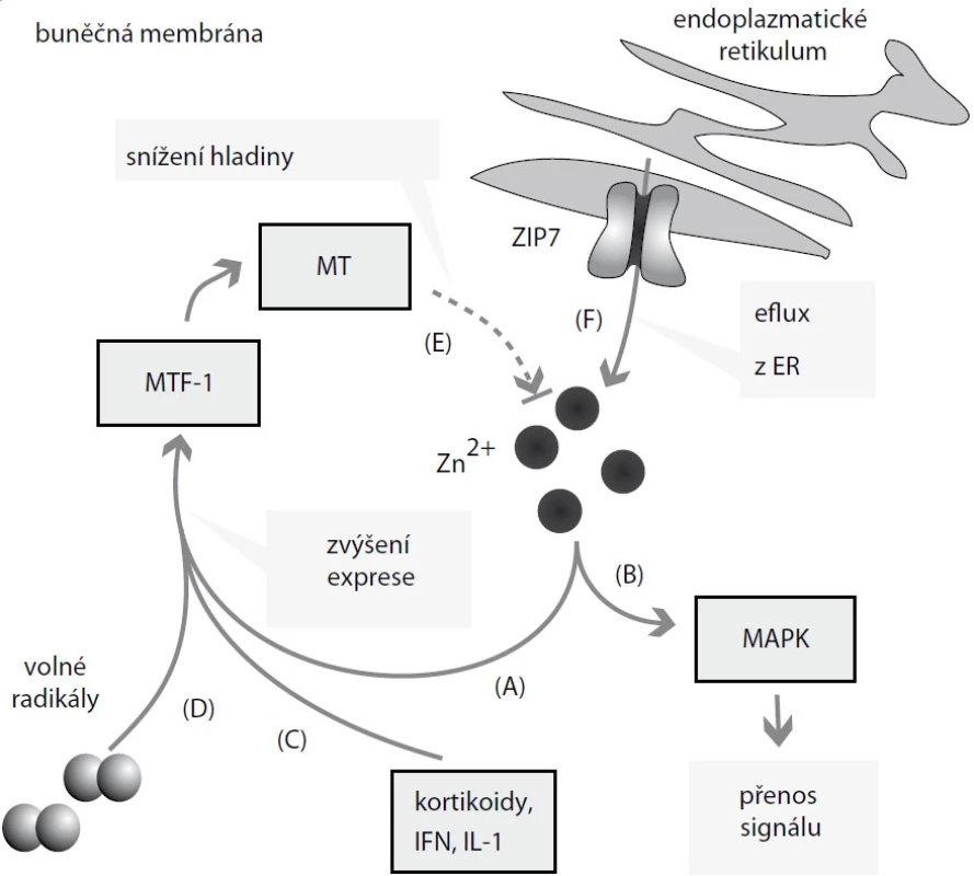 Účinky zinečnatých iontů. Zvýšené množství Zn&lt;sup&gt;2+&lt;/sup&gt; se podílí na (A) zvýšení exprese metalothioneinu (MT) prostřednictvím metal regulatory transcription factor 1 (MTF-1) a na (B) transdukci signálu zprostředkované mitogen aktivovanými proteinovými kinázami (MAPK). Na zvýšení exprese MT se podílí (C) také interleukiny (IL), kortikoidy, interferon (IFN) a (D) volné radikály. MT následně (E) reguluje hladinu Zn&lt;sup&gt;2+&lt;/sup&gt;. Endoplazmatické retikulum (F) plní roli zásobárny Zn&lt;sup&gt;2+&lt;/sup&gt;, přenašeč ZIP7 jej transportuje do cytoplazmy.