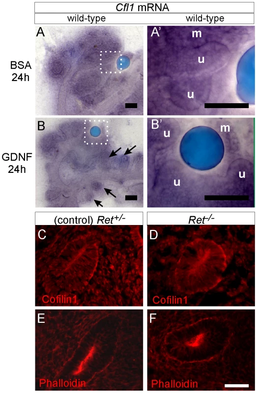 <i>Cfl1</i> gene expression is not regulated by GDNF/Ret signaling in developing kidney.
