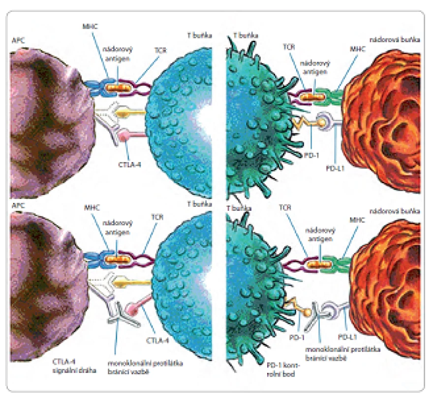 Mechanizmy úniku buněk před kontrolou imunitního systému.
