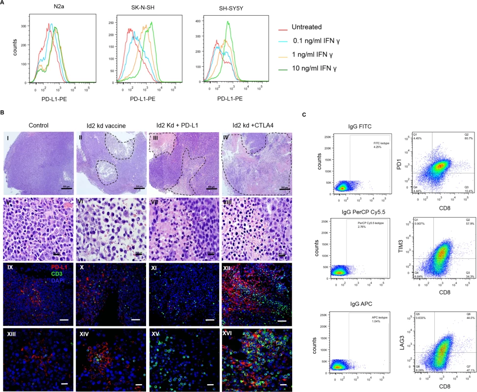 Programmed cell death-ligand 1 (PD-L1) is expressed on both mouse and human neuroblastoma cell lines and is up-regulated following 24-hour interferon gamma (IFNγ) exposure.